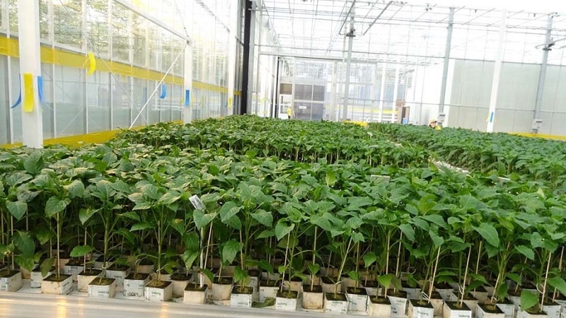 Ano ang pinakamahusay na paraan upang magtanim ng mga sili sa isang greenhouse: mga panuntunan para sa isang magandang kapitbahayan para sa isang mahusay na ani