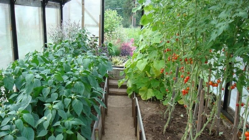 Ano ang pinakamahusay na paraan upang magtanim ng mga sili sa isang greenhouse: mga panuntunan para sa isang magandang kapitbahayan para sa isang mahusay na ani