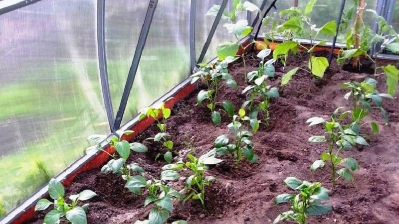 Ano ang pinakamahusay na paraan upang magtanim ng mga sili sa isang greenhouse: mga panuntunan para sa isang magandang kapitbahayan para sa isang mahusay na ani