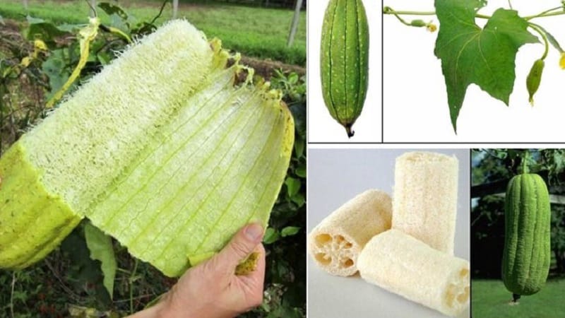 Ang pinaka-hindi pangkaraniwang uri ng Luffa pumpkin: kung ano ito at kung paano gumawa ng isang kapaki-pakinabang na natural na washcloth mula dito