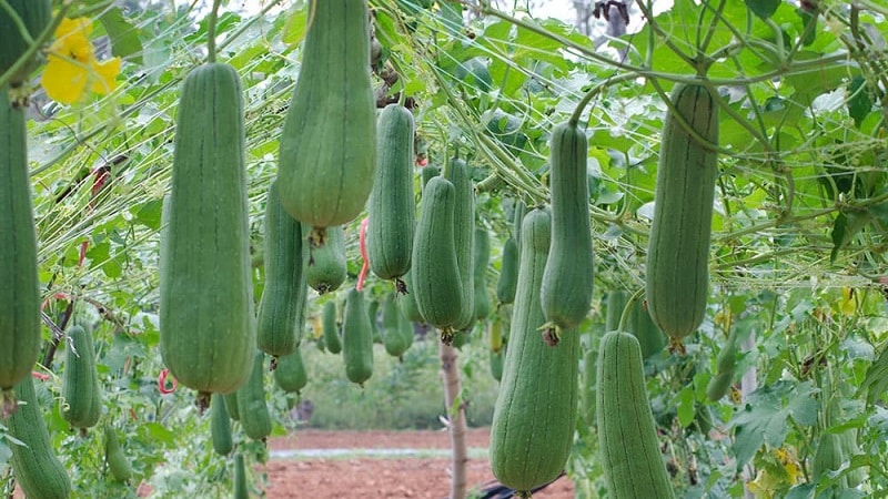 Het meest ongewone type Luffa-pompoen: wat het is en hoe je er een handig natuurlijk washandje van kunt maken