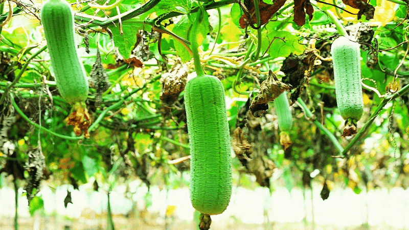 El tipus més inusual de carbassa Luffa: què és i com fer-ne una tovallola natural útil