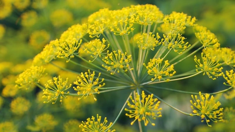 Mga lugar ng aplikasyon para sa mga payong ng dill: para sa paggamot, kagandahan at pagluluto ng masasarap na pagkain