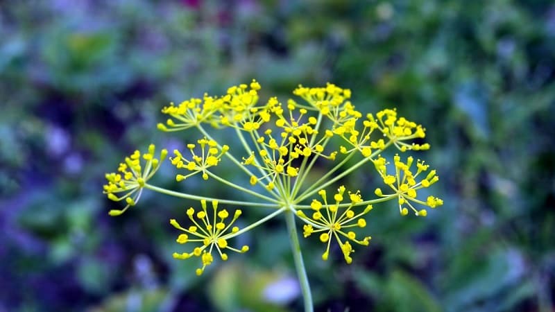 Mga lugar ng aplikasyon para sa mga payong ng dill: para sa paggamot, kagandahan at pagluluto ng masasarap na pagkain