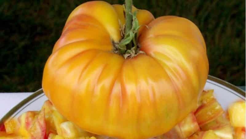 La variété qui deviendra votre préférée est la tomate Pamplemousse : grosse, facile d'entretien et incroyablement savoureuse.