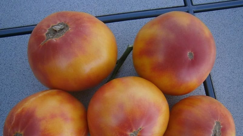 La variété qui deviendra votre préférée est la tomate Pamplemousse : grosse, facile d'entretien et incroyablement savoureuse.