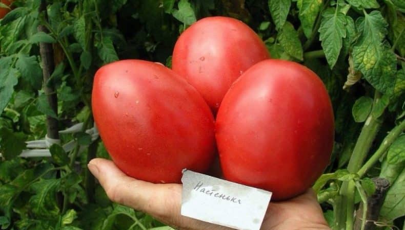 Uma variedade que é igualmente boa tanto para estufas como para terrenos abertos - o tomate Nastenka e o método de cultivo