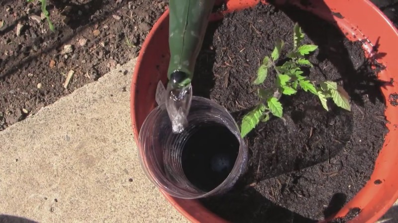 En sort, der er lige god til både drivhuse og åben jord - Nastenka-tomaten og dyrkningsmetoden