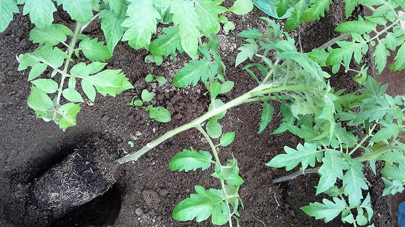 En sort, der er lige god til både drivhuse og åben jord - Nastenka-tomaten og dyrkningsmetoden