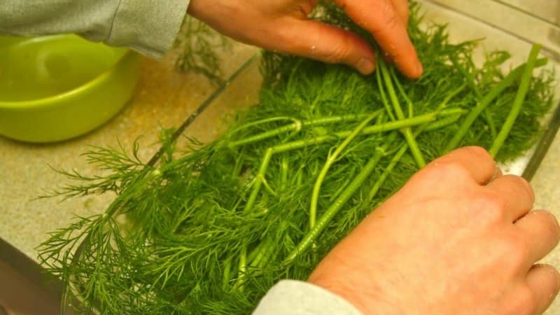 Ways to use dill stems for maximum benefit