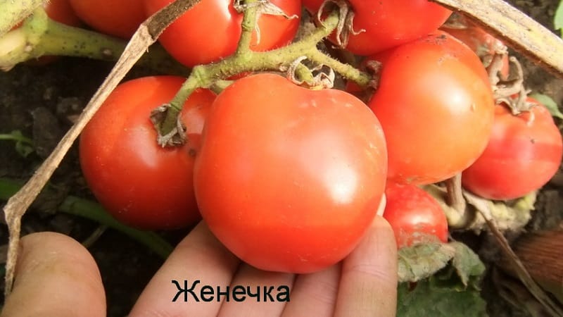 Variedad súper temprana con un rendimiento impresionante - tomate Zhenechka: reseñas, fotos, secretos de cultivo