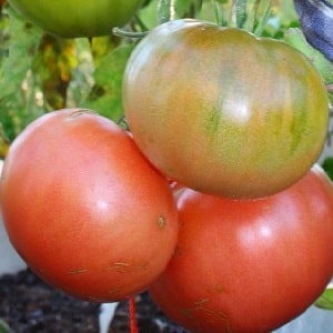 Variedad súper temprana con un rendimiento impresionante - tomate Zhenechka: reseñas, fotos, secretos de cultivo