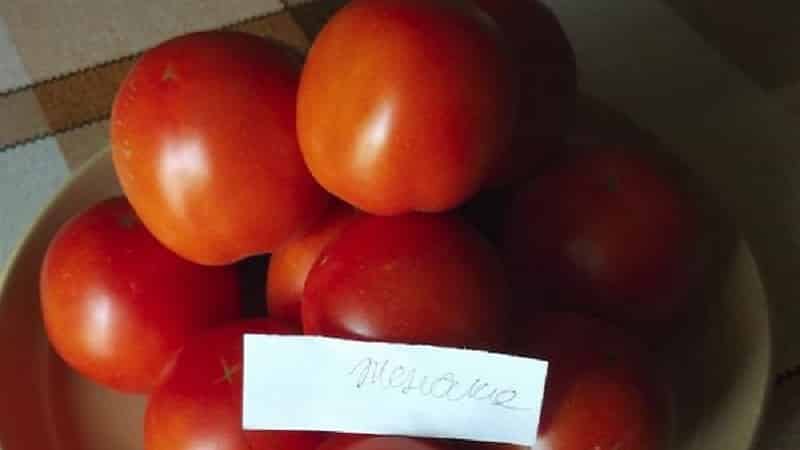 Super frühe Sorte mit beeindruckendem Ertrag - Zhenechka-Tomate: Bewertungen, Fotos, Wachstumsgeheimnisse