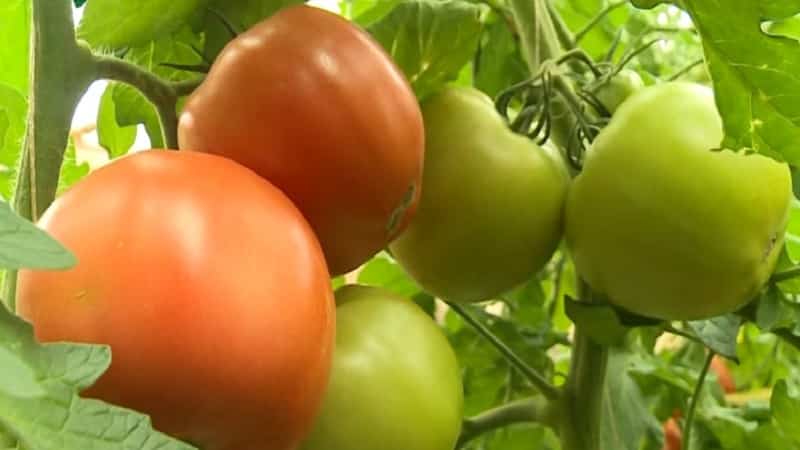 Super early variety with impressive yield - Zhenechka tomato: reviews, photos, growing secrets