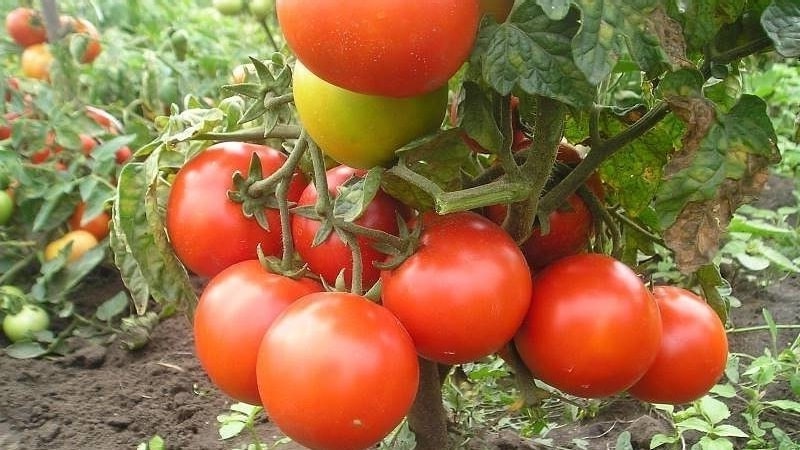 Variedade superprecoce com rendimento impressionante - tomate Zhenechka: comentários, fotos, segredos de cultivo