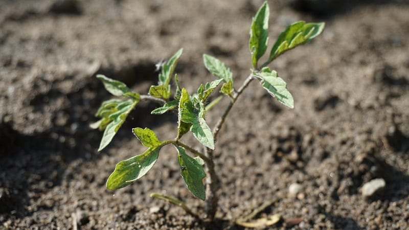 Variedade superprecoce com rendimento impressionante - tomate Zhenechka: comentários, fotos, segredos de cultivo