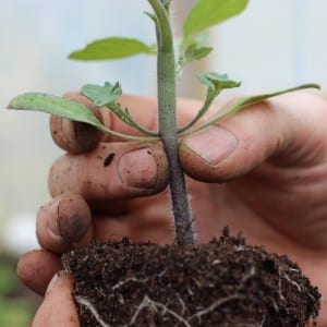 Tomate Afrodita f1, amado por los jardineros de todas las regiones del país: reseñas, ventajas y desventajas de la variedad.