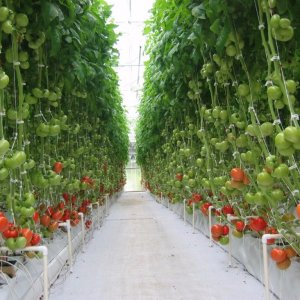 Klassische herzförmige rosa Tomate Batyanya: Bewertungen und Fotos der daraus resultierenden Tomatenernte