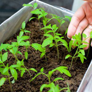 Un excellent choix pour ceux qui souhaitent obtenir une riche récolte précoce d'excellentes tomates - tomate Bogata Khata F1