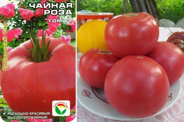 Bersahaja dalam penjagaan, tetapi pada masa yang sama murah hati dalam hasil, tomato Tea Rose: teknologi pertanian dan nasihat daripada petani berpengalaman