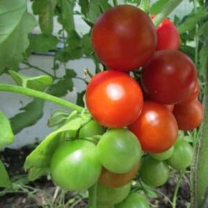 Uhøjtidelig i pleje, men samtidig generøs i udbytte, Tea Rose tomaten: landbrugsteknologi og råd fra erfarne landmænd