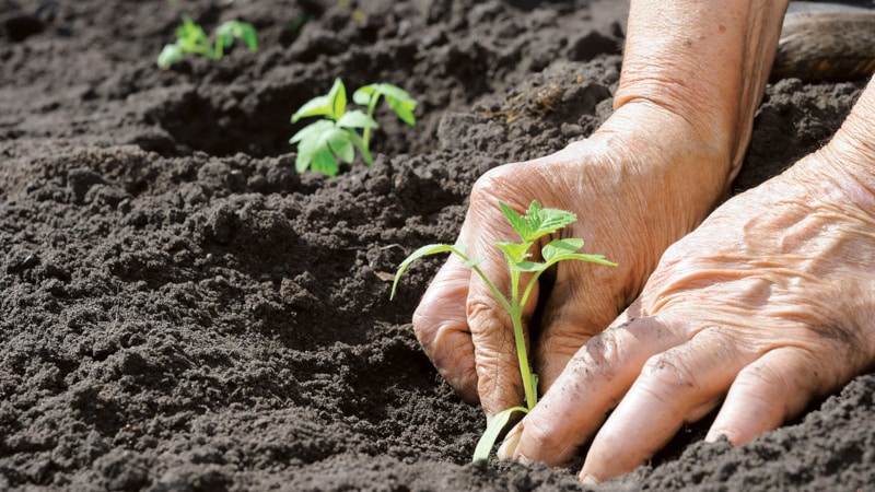 Nenáročné na péči, ale zároveň velkorysé ve výnosu, rajče Tea Rose: zemědělská technologie a rady od zkušených farmářů