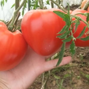 Tomate Danko charnue, savoureuse et très aromatique : on obtient une récolte riche et stable