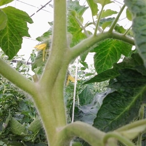 Aspect intéressant et goût agréable pour les connaisseurs de variétés insolites - Tomate Poire Noire