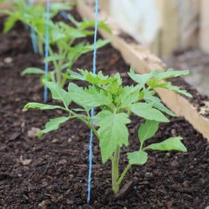 Aspect intéressant et goût agréable pour les connaisseurs de variétés insolites - Tomate Poire Noire