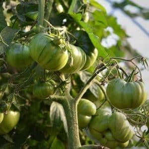 Una varietà dal gusto esotico e dall'aspetto sorprendente: il pomodoro liquoroso irlandese: lo coltiviamo e sorprendiamo i nostri vicini