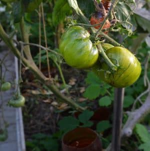 Une variété au goût exotique et à l'aspect étonnant - Tomate à la liqueur irlandaise : nous la cultivons et surprenons nos voisins