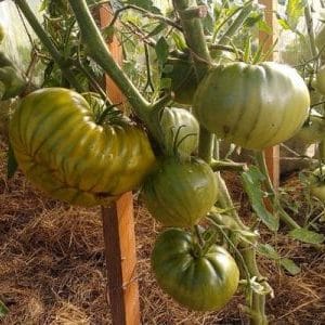 Una varietà dal gusto esotico e dall'aspetto sorprendente: il pomodoro liquoroso irlandese: lo coltiviamo e sorprendiamo i nostri vicini