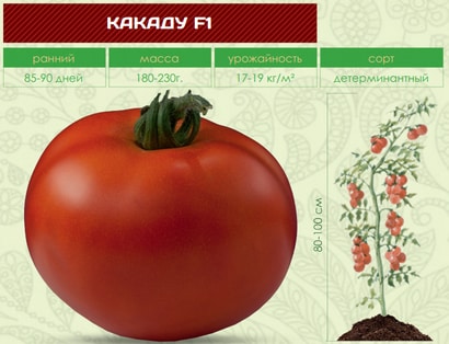 קישוט בהיר במיטות שלך - Kakadu tomato f1: ביקורות וסודות של קבלת יבול שופע