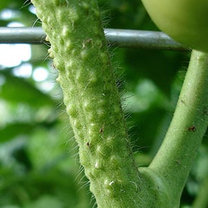 Eine helle Dekoration in Ihren Beeten - Kakadu-Tomate f1: Bewertungen und Geheimnisse einer reichlichen Ernte