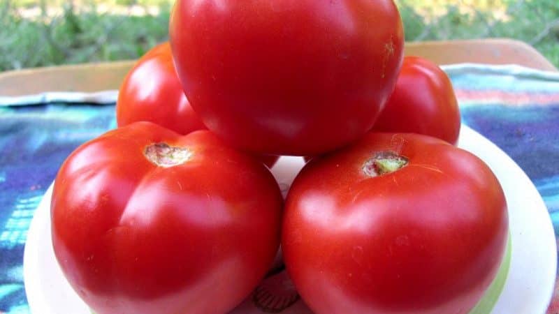 Ein Geschenk der Ural-Züchter für Regionen mit kaltem Klima – die Red Guard-Tomate