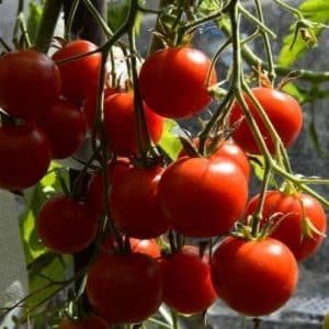 Ein Geschenk der Ural-Züchter für Regionen mit kaltem Klima – die Red Guard-Tomate