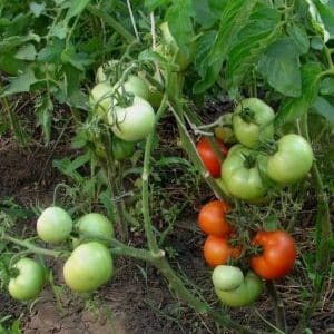 A gift from Ural breeders for regions with cold climates - the Red Guard tomato