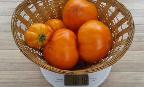 De Honey Giant-tomaat is veelbelovend en geliefd bij veel boeren: kenmerken en beschrijving van het tomatenras