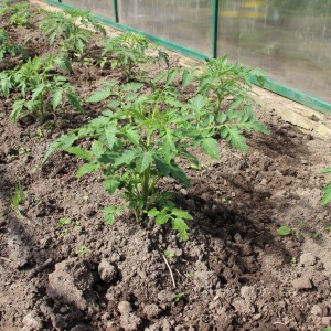 El tomate Honey Giant es prometedor y adorado por muchos agricultores: características y descripción de la variedad de tomate