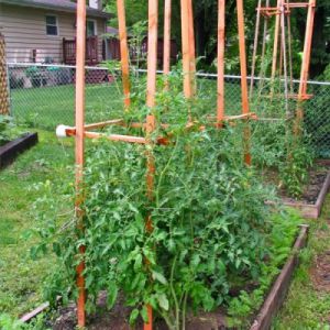 Honey Giant-tomaten er lovende og elsket av mange bønder: egenskaper og beskrivelse av tomatsorten