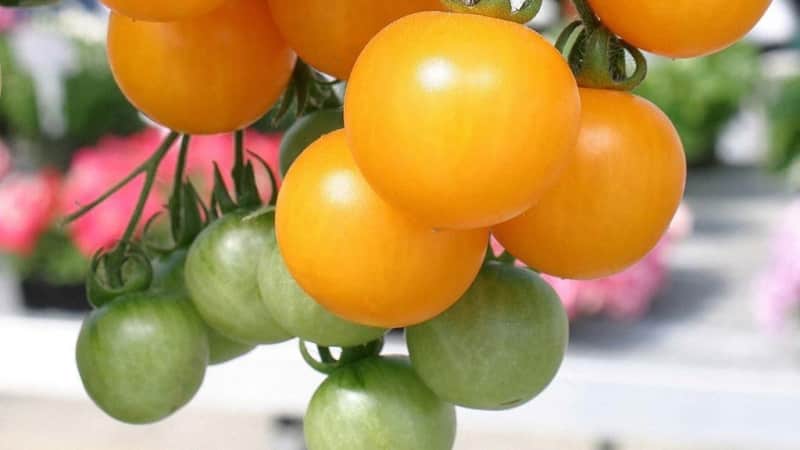 Tomato Orange ime on tõeline leid igale suveelanikule