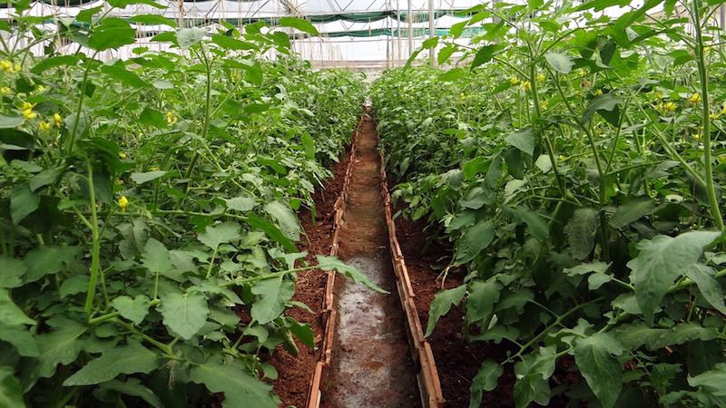 El milagro del tomate y la naranja es un verdadero hallazgo para cualquier residente de verano.