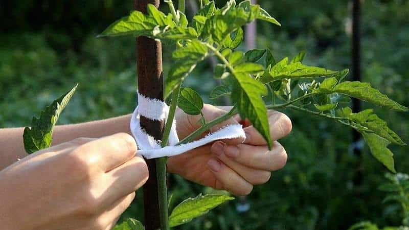 Tomato Orange θαύμα είναι ένα πραγματικό εύρημα για κάθε κάτοικο του καλοκαιριού