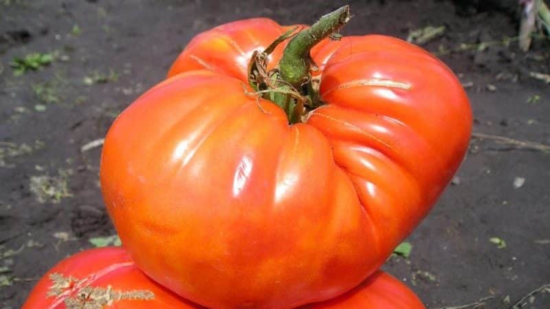 Coletamos 5-6 kg de tomates de um arbusto, cultivando um tomate Sugar Giant