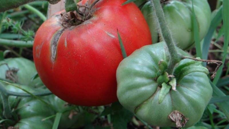 Coletamos 5-6 kg de tomates de um arbusto, cultivando um tomate Sugar Giant