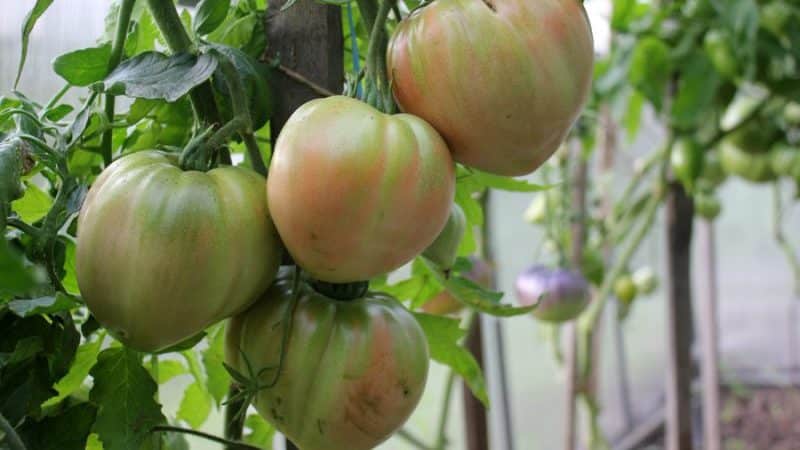 We collect 5-6 kg of tomatoes from a bush, growing a Sugar Giant tomato