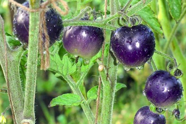 Vous n'en croirez pas vos yeux quand vous la verrez - la tomate Blue Bunch f1 pour les amateurs de variétés exotiques