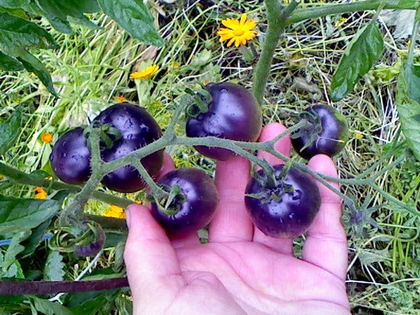 Hindi ka maniniwala sa iyong mga mata kapag nakita mo ito - ang Blue Bunch tomato f1 para sa mga mahilig sa mga kakaibang uri