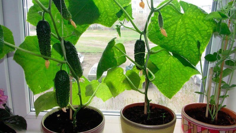 Nangungunang 10 pinakamahusay na uri ng mga pipino para sa paglaki sa isang windowsill sa taglamig