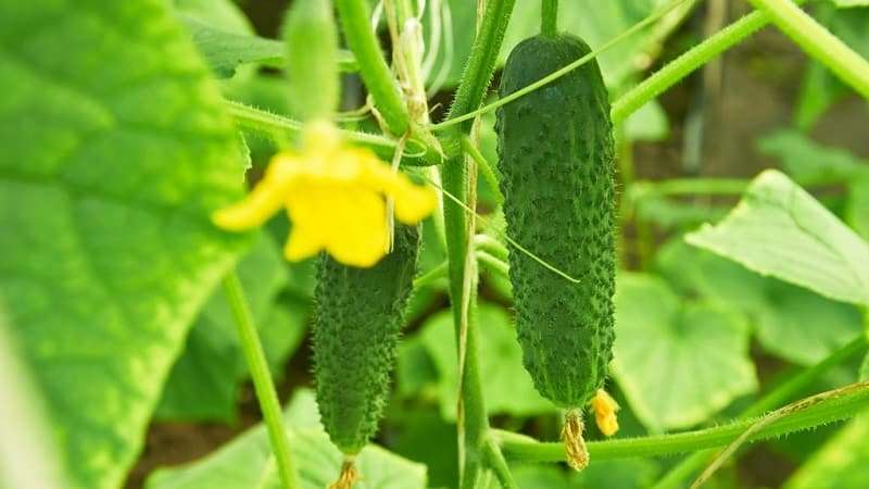 Las 10 mejores variedades de pepinos para cultivar en el alféizar de una ventana en invierno